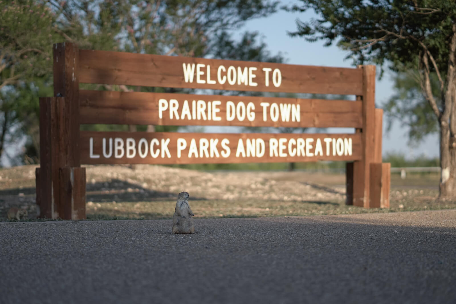 Prairie Dog Town Visit Lubbock